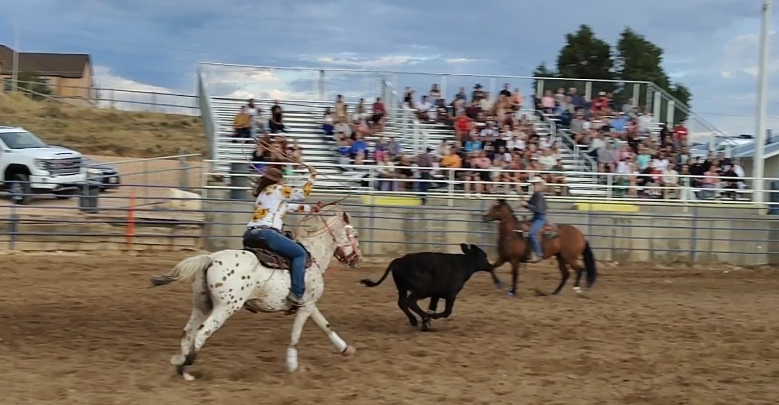 Unicorn all Around gelding