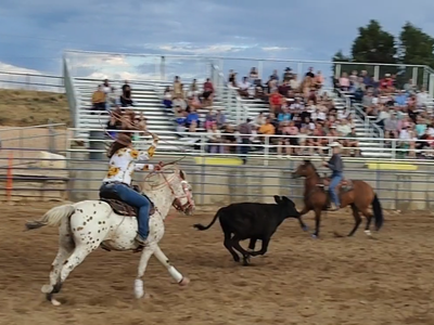 Unicorn all Around gelding