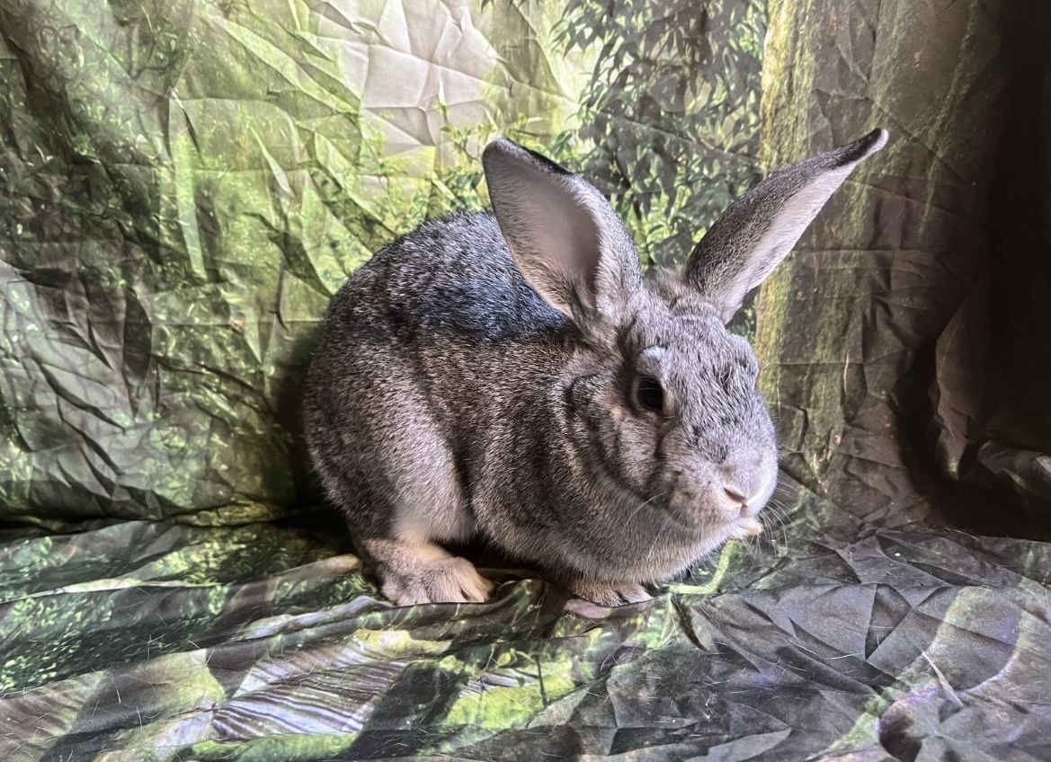 Mixed breed XL NZxFlemish bucks