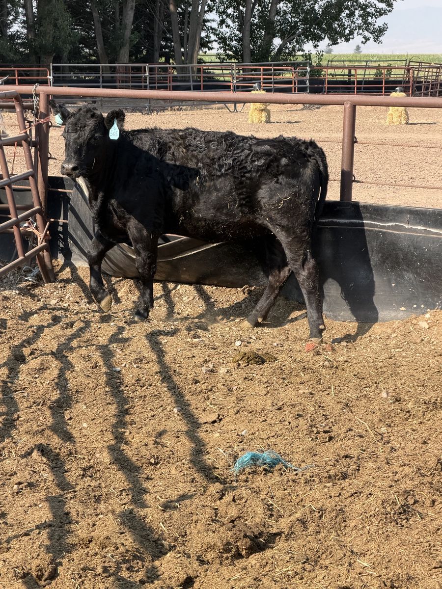 Black Angus heifer