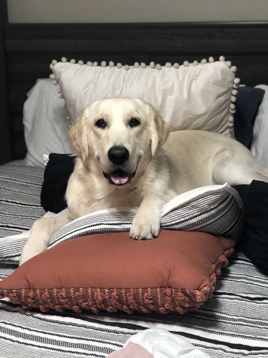 PROVEN AKC ENGLISH CREAM GOLDEN RETRIEVER STUD