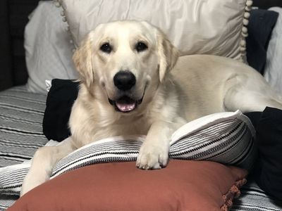 PROVEN AKC ENGLISH CREAM GOLDEN RETRIEVER STUD