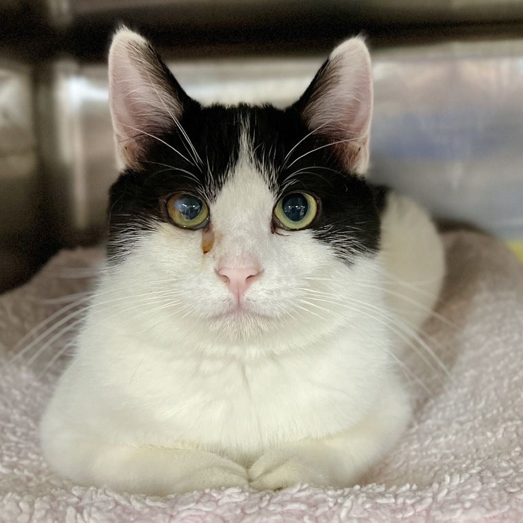 Hello my name is Blue Raspberry