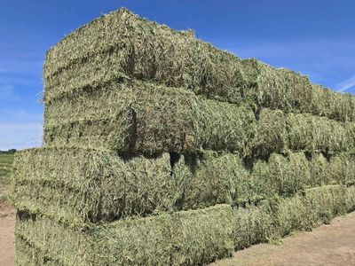Alfalfa Hay