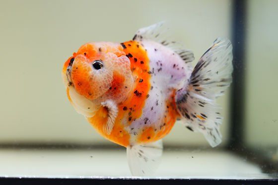 Shogun Oranda goldfish 