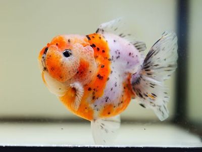 Shogun Oranda goldfish