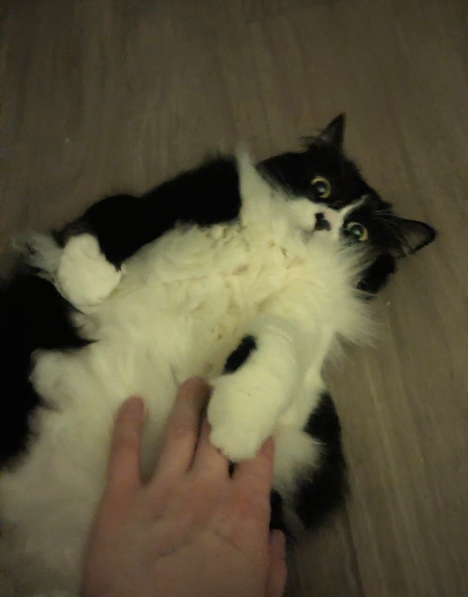 Long haired female tuxedo cat