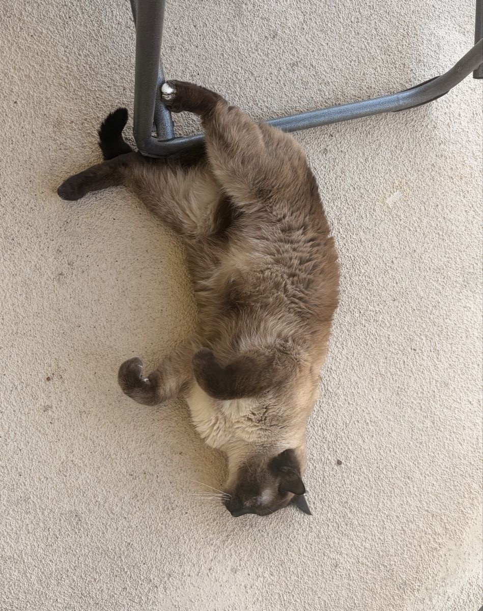 Rehoming Cats