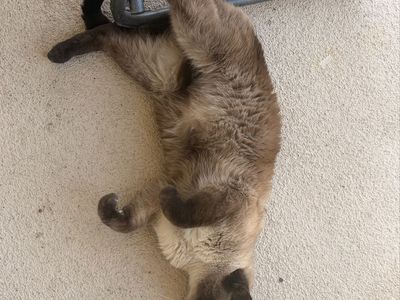 Rehoming Cats