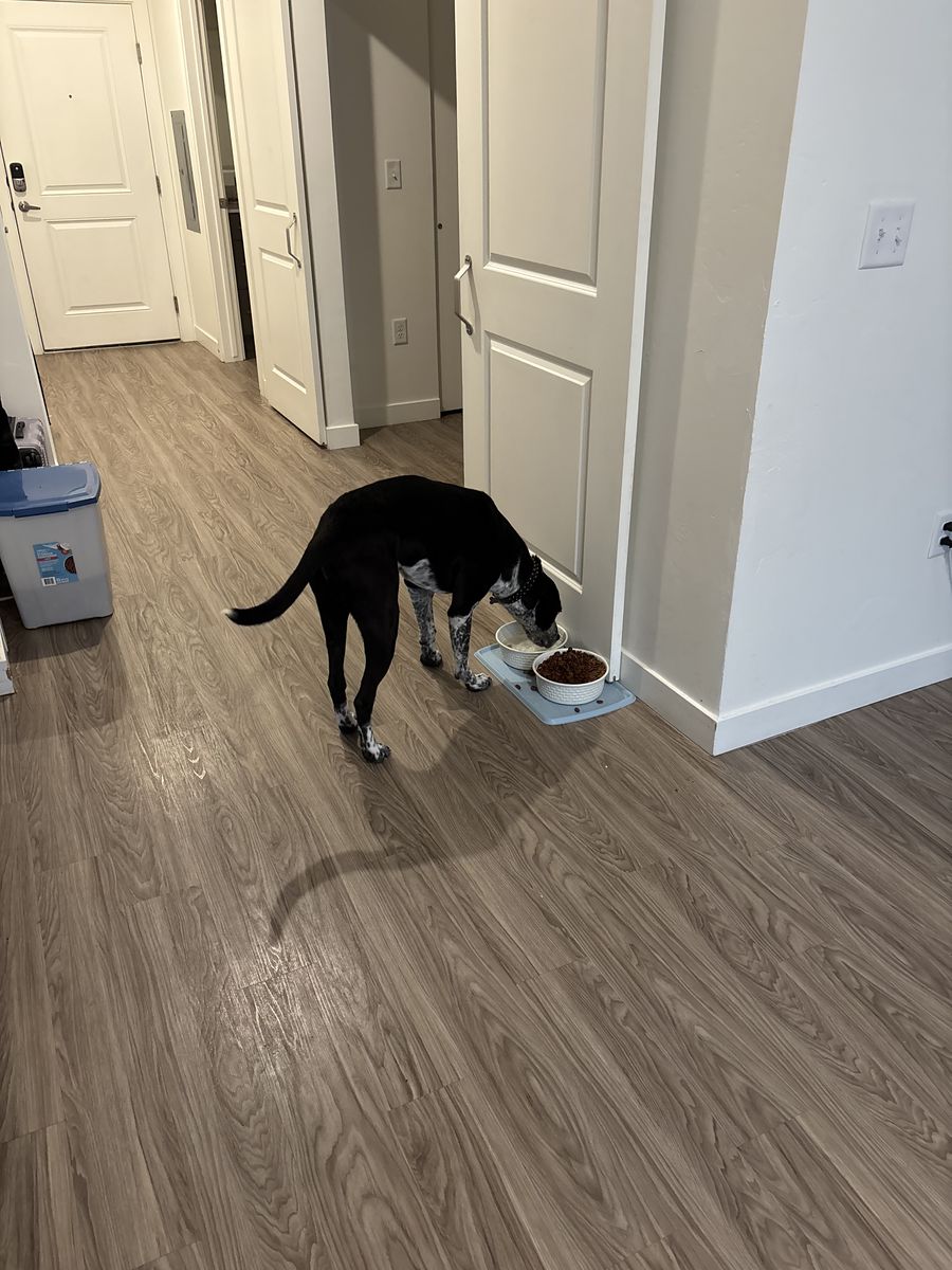 FREE rehoming my dog scoob, pit mixed with red heeler