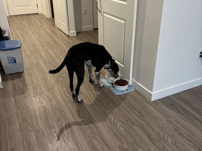 FREE rehoming my dog scoob, pit mixed with red heeler