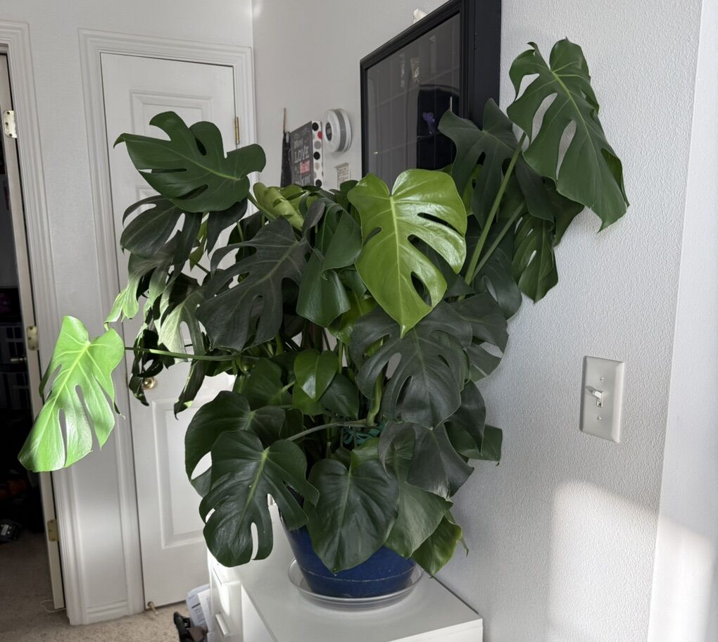 Monstera
