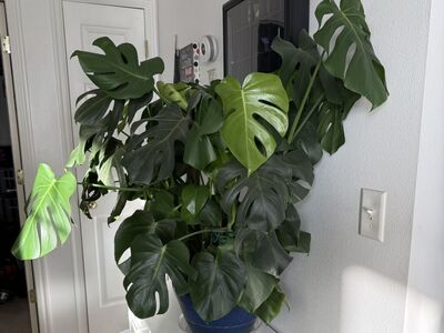 Monstera