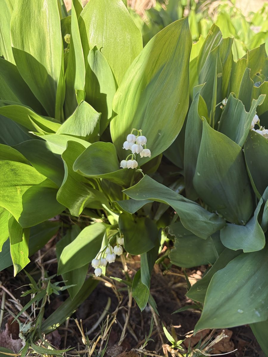 Lily of the Valley - to dig up