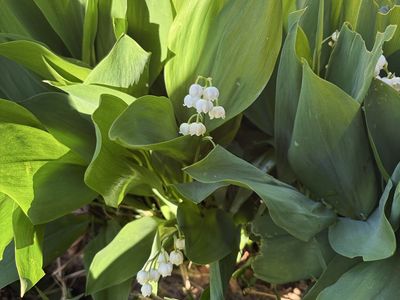 Lily of the Valley - to dig up