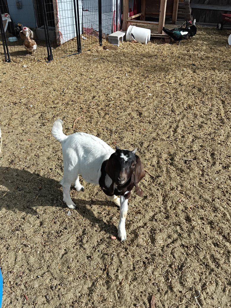 ABGA Boer kid starter herd
