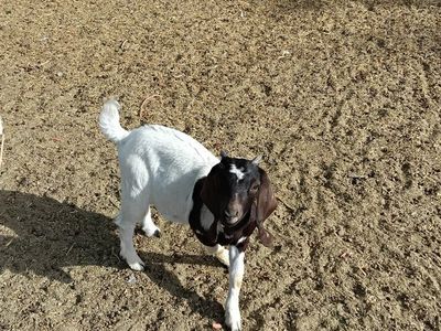 ABGA Boer kid starter herd