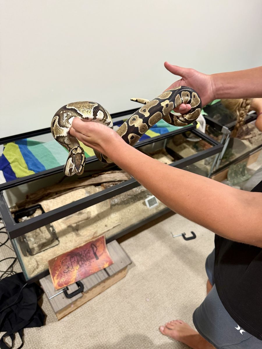 3 Ball Pythons & Complete Habitats - Spike (4ft), Poppy (2ft), Peanut (3ft) - All 3 or Individual Sale
