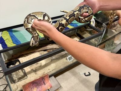 3 Ball Pythons & Complete Habitats - Spike (4ft), Poppy (2ft), Peanut (3ft) - All 3 or Individual Sale