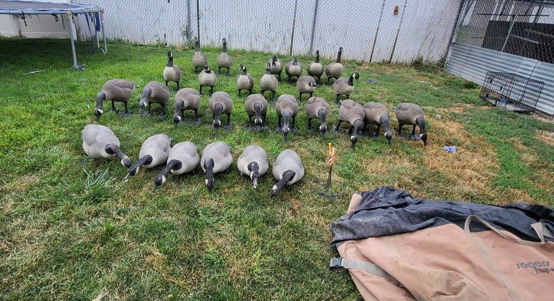 Canada Goose Full-Body Hunting Decoys Lot with Bases & Rogers Storage Bags