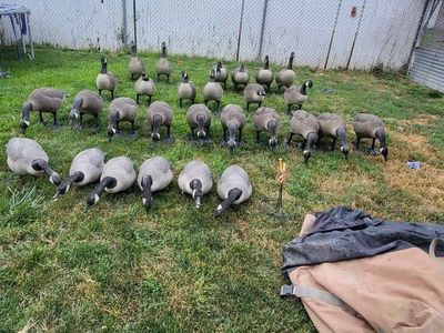 Canada Goose Full-Body Hunting Decoys Lot with Bases & Rogers Storage Bags