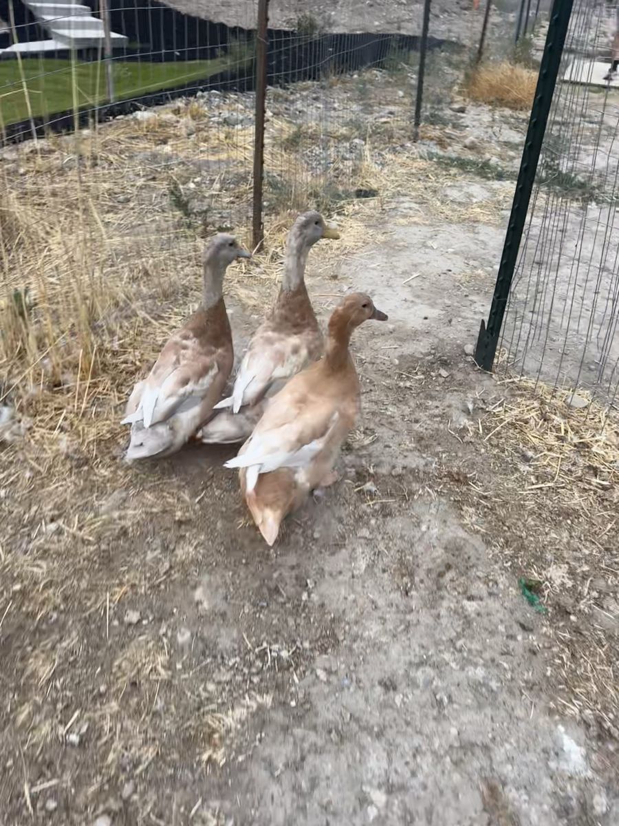 6 Buff Ducks - 3 Ducklings (Unsexed) & 3 Adults (2 Drakes, 1 Hen) - Free to Good Home