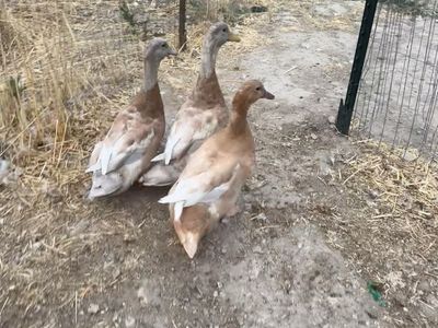 6 Buff Ducks - 3 Ducklings (Unsexed) & 3 Adults (2 Drakes, 1 Hen) - Free to Good Home