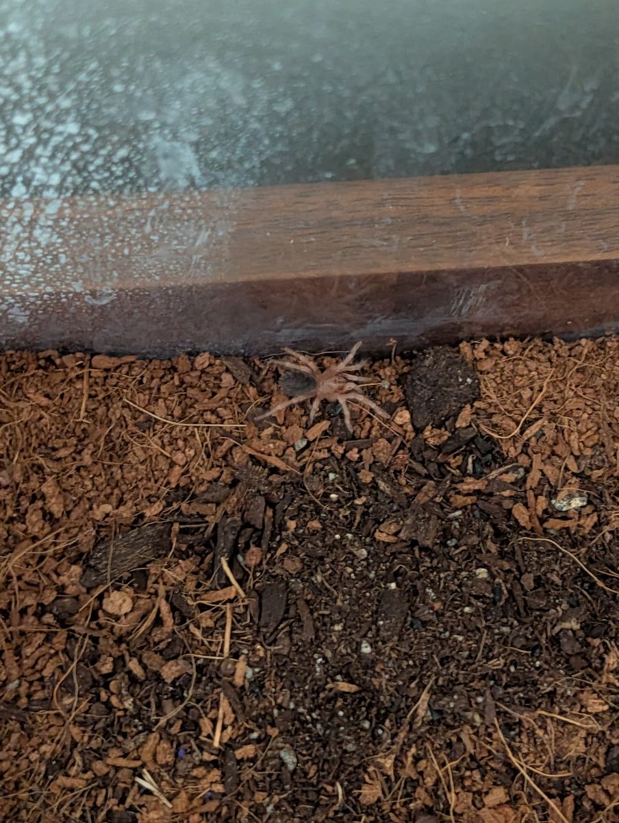 Rose Haired Tarantula