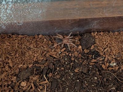 Rose Haired Tarantula