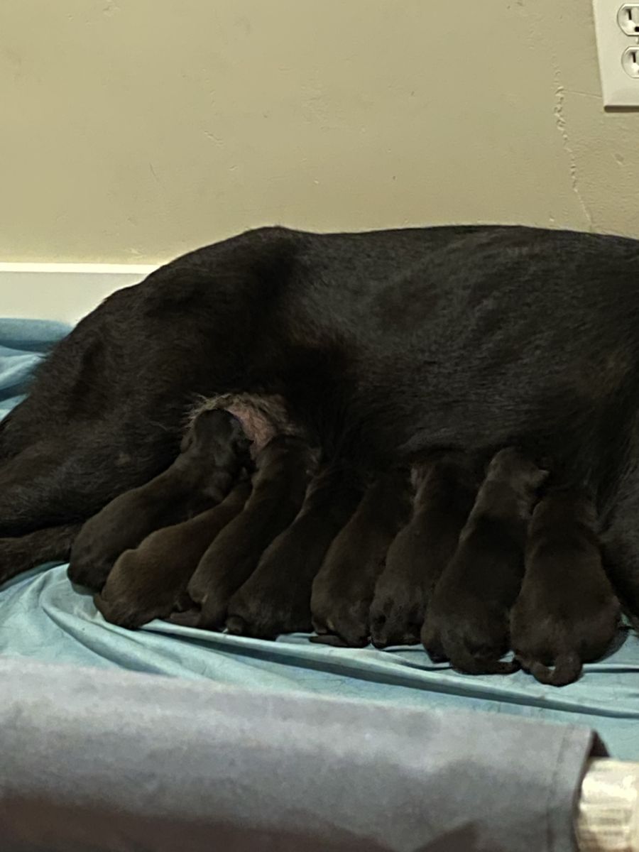 German Shepherd Puppies Mix