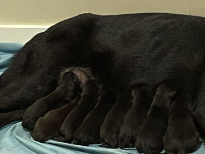 German Shepherd Puppies Mix