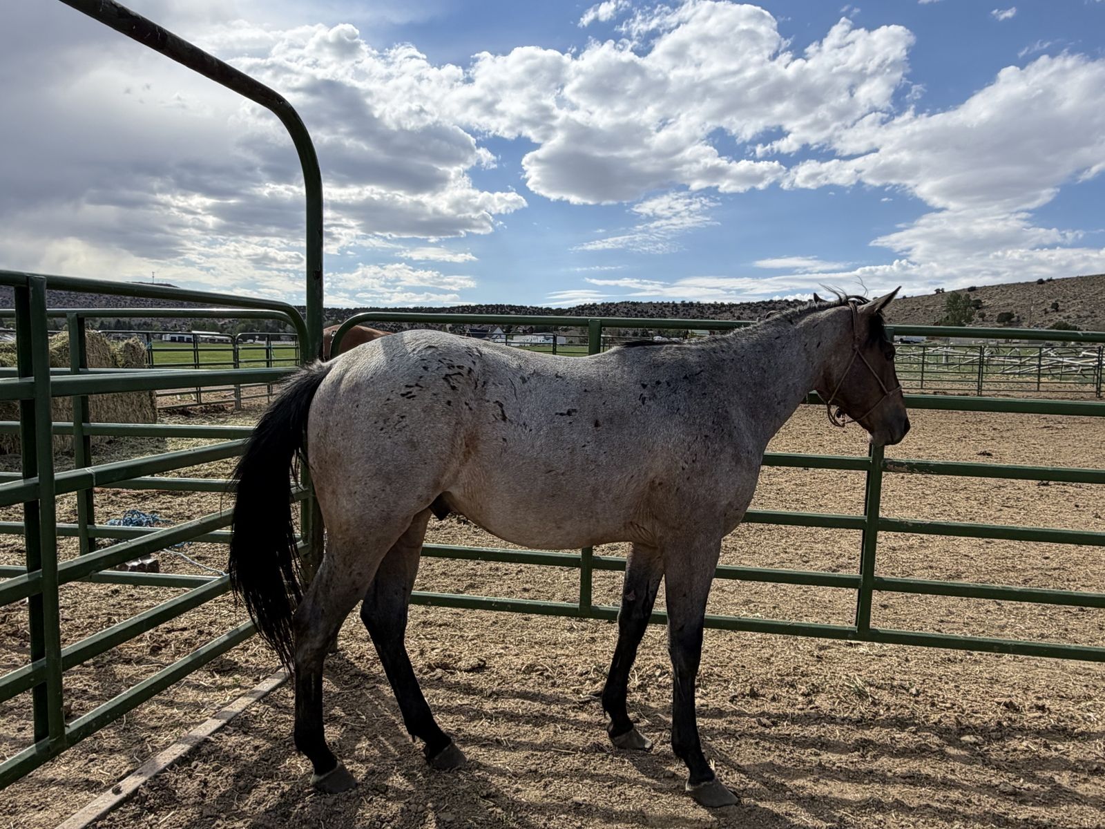 Bay roan gelding