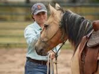 ISO a cheep project horse or pony