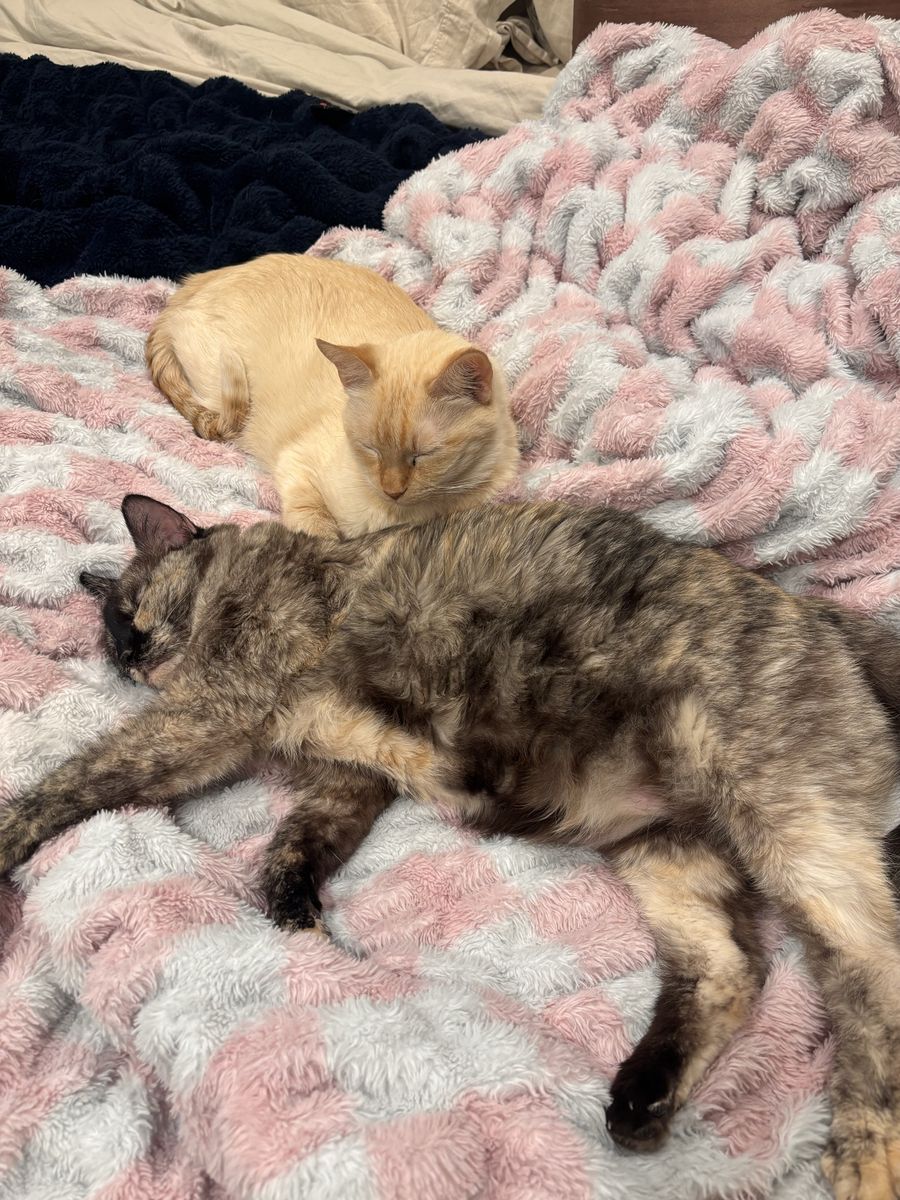 Free to good home female flame point and female tort cats
