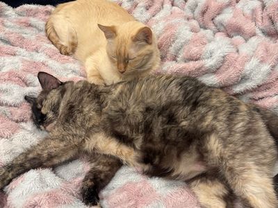 Free to good home female flame point and female tort cats