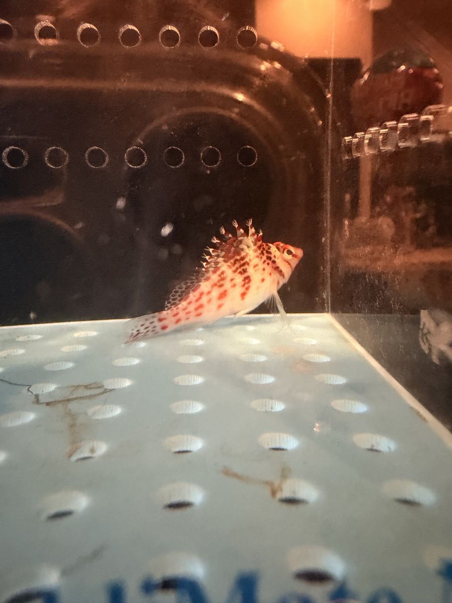 Falco Hawkfish