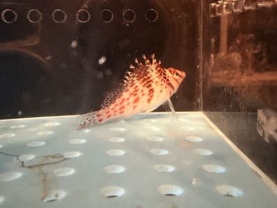 Falco Hawkfish