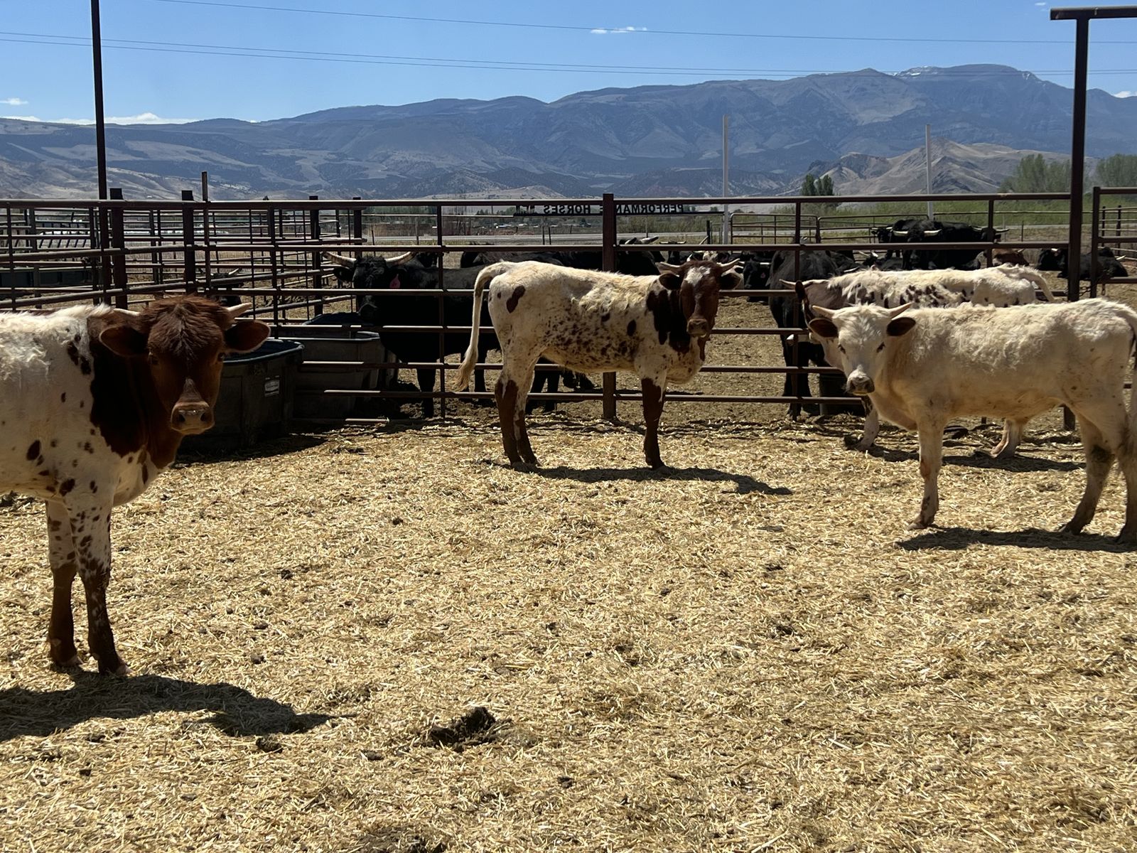 FRESH roping steers