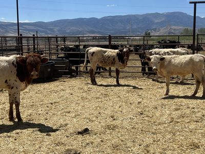 FRESH roping steers