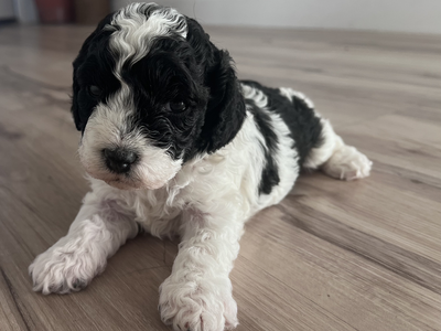 Mini Goldendoodle puppies