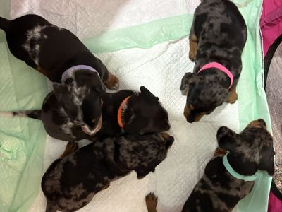 Mini Dachshund
