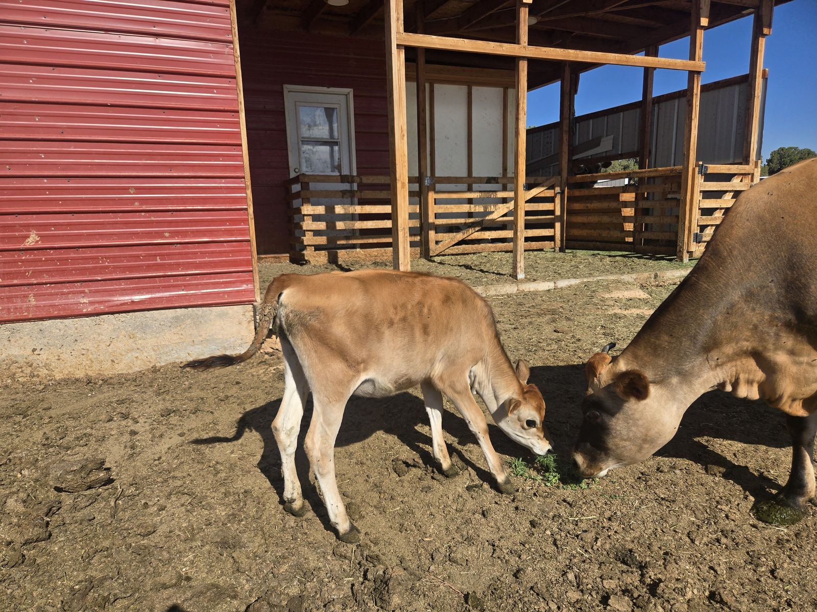 Jersey Heifer
