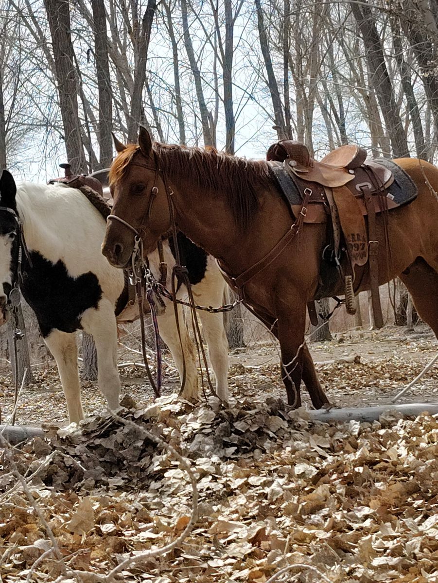 Tough Duck Dandy Aka Ducky