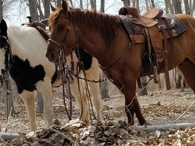 Tough Duck Dandy Aka Ducky