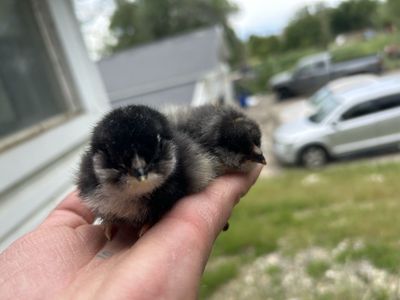 Chocolate Marans chicks