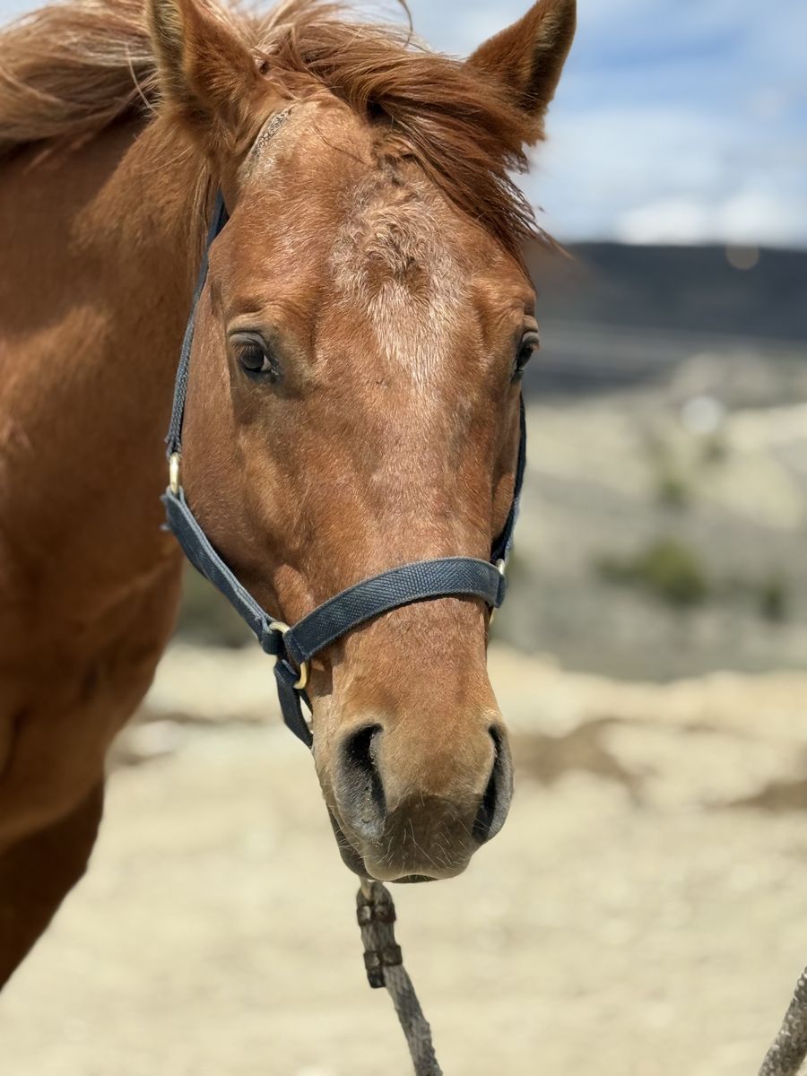 Registered 4 year old Appaloosa gelding