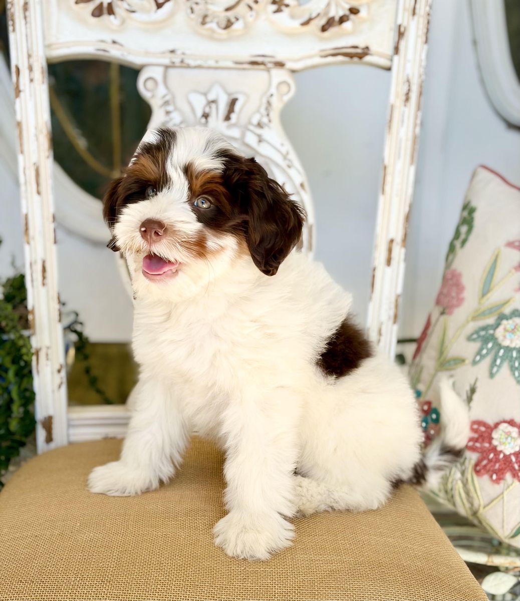 Mini Bernedoodle Female Chocolate Parti Guardian Home opportunity