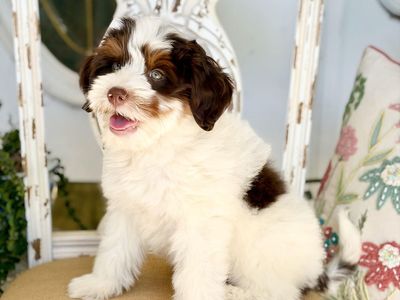 Mini Bernedoodle Female Chocolate Parti Guardian Home opportunity