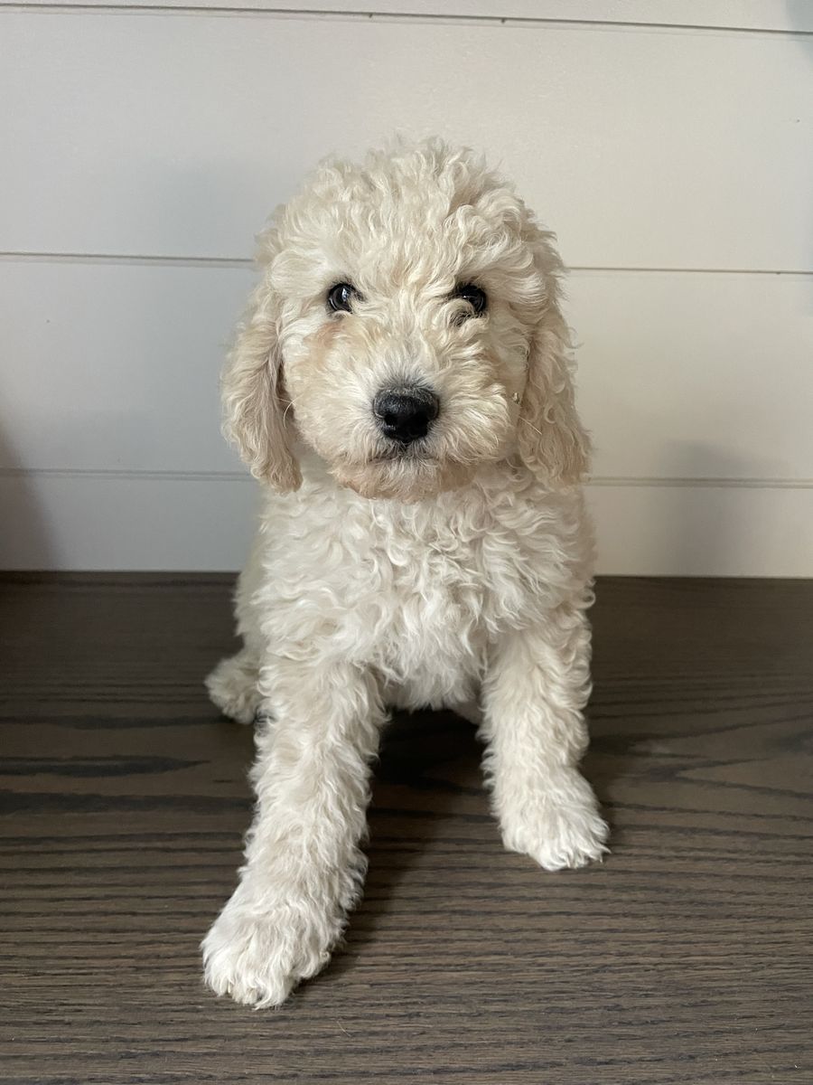 Medium F1B Goldendoodles 