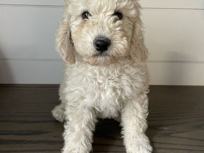 Medium F1B Goldendoodles